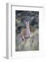 Chile, Aysen, Valle Chacabuco. Guanaco in Patagonia Park.-Fredrik Norrsell-Framed Photographic Print