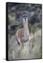 Chile, Aysen, Valle Chacabuco. Guanaco in Patagonia Park.-Fredrik Norrsell-Framed Stretched Canvas