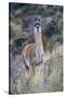 Chile, Aysen, Valle Chacabuco. Guanaco in Patagonia Park.-Fredrik Norrsell-Stretched Canvas