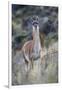 Chile, Aysen, Valle Chacabuco. Guanaco in Patagonia Park.-Fredrik Norrsell-Framed Photographic Print