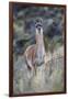 Chile, Aysen, Valle Chacabuco. Guanaco in Patagonia Park.-Fredrik Norrsell-Framed Photographic Print