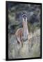 Chile, Aysen, Valle Chacabuco. Guanaco in Patagonia Park.-Fredrik Norrsell-Framed Photographic Print