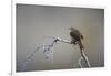 Chile, Aysen, Valle Chacabuco. House Wren in Patagonia Park.-Fredrik Norrsell-Framed Photographic Print