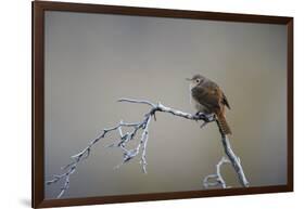 Chile, Aysen, Valle Chacabuco. House Wren in Patagonia Park.-Fredrik Norrsell-Framed Photographic Print