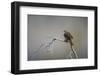 Chile, Aysen, Valle Chacabuco. House Wren in Patagonia Park.-Fredrik Norrsell-Framed Photographic Print