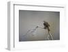 Chile, Aysen, Valle Chacabuco. House Wren in Patagonia Park.-Fredrik Norrsell-Framed Photographic Print