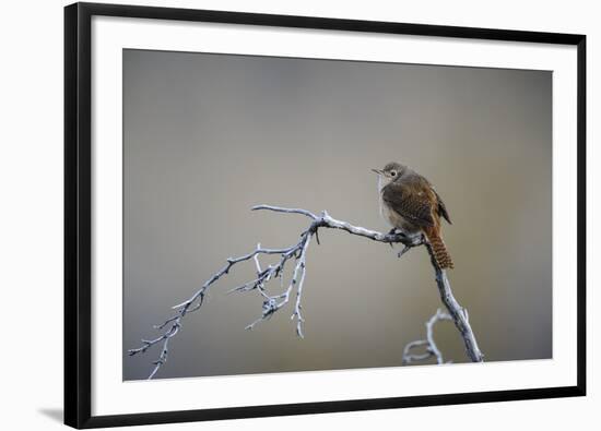 Chile, Aysen, Valle Chacabuco. House Wren in Patagonia Park.-Fredrik Norrsell-Framed Photographic Print