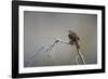 Chile, Aysen, Valle Chacabuco. House Wren in Patagonia Park.-Fredrik Norrsell-Framed Photographic Print