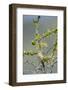 Chile, Aysen, Valle Chacabuco. House Wren in Patagonia Park.-Fredrik Norrsell-Framed Photographic Print