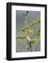 Chile, Aysen, Valle Chacabuco. House Wren in Patagonia Park.-Fredrik Norrsell-Framed Photographic Print