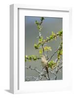 Chile, Aysen, Valle Chacabuco. House Wren in Patagonia Park.-Fredrik Norrsell-Framed Photographic Print