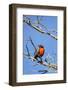 Chile, Aysen, Valle Chacabuco. Long-tailed Meadowlark in Patagonia Park.-Fredrik Norrsell-Framed Photographic Print