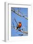 Chile, Aysen, Valle Chacabuco. Long-tailed Meadowlark in Patagonia Park.-Fredrik Norrsell-Framed Photographic Print