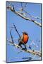 Chile, Aysen, Valle Chacabuco. Long-tailed Meadowlark in Patagonia Park.-Fredrik Norrsell-Mounted Photographic Print