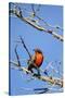 Chile, Aysen, Valle Chacabuco. Long-tailed Meadowlark in Patagonia Park.-Fredrik Norrsell-Stretched Canvas