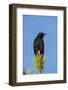 Chile, Aysen, Villa Frei. Austral Blackbird.-Fredrik Norrsell-Framed Photographic Print