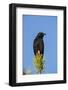 Chile, Aysen, Villa Frei. Austral Blackbird.-Fredrik Norrsell-Framed Photographic Print