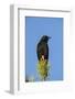 Chile, Aysen, Villa Frei. Austral Blackbird.-Fredrik Norrsell-Framed Photographic Print