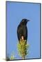 Chile, Aysen, Villa Frei. Austral Blackbird.-Fredrik Norrsell-Mounted Photographic Print