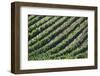 Chile, Casablanca, Vina Veramonte Winery, Vineyard Detail-Walter Bibikow-Framed Photographic Print