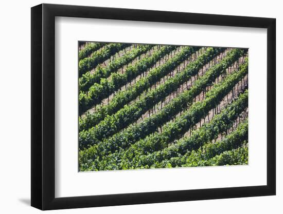 Chile, Casablanca, Vina Veramonte Winery, Vineyard Detail-Walter Bibikow-Framed Photographic Print