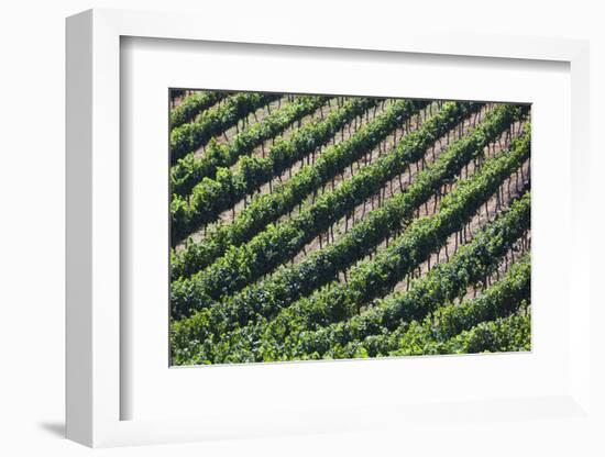 Chile, Casablanca, Vina Veramonte Winery, Vineyard Detail-Walter Bibikow-Framed Photographic Print