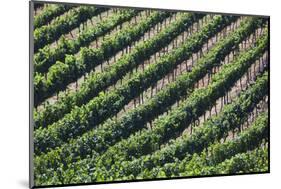 Chile, Casablanca, Vina Veramonte Winery, Vineyard Detail-Walter Bibikow-Mounted Photographic Print