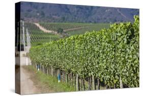 Chile, Casablanca, Vineyard Detail at Vina Casas Del Bosque Winery-Walter Bibikow-Stretched Canvas