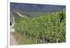 Chile, Casablanca, Vineyard Detail at Vina Casas Del Bosque Winery-Walter Bibikow-Framed Photographic Print