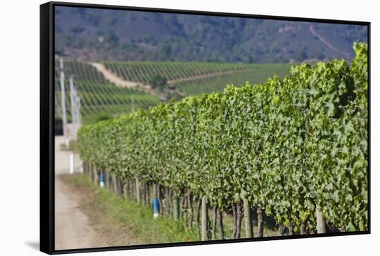 Chile, Casablanca, Vineyard Detail at Vina Casas Del Bosque Winery-Walter Bibikow-Framed Stretched Canvas