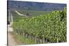 Chile, Casablanca, Vineyard Detail at Vina Casas Del Bosque Winery-Walter Bibikow-Stretched Canvas