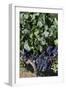 Chile, Casablanca, Vineyard Detail at Vina Casas Del Bosque Winery-Walter Bibikow-Framed Photographic Print