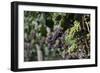 Chile, Casablanca, Vineyard Detail at Vina Casas Del Bosque Winery-Walter Bibikow-Framed Photographic Print