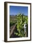 Chile, Casablanca, Vineyard Detail at Vina Casas Del Bosque Winery-Walter Bibikow-Framed Photographic Print