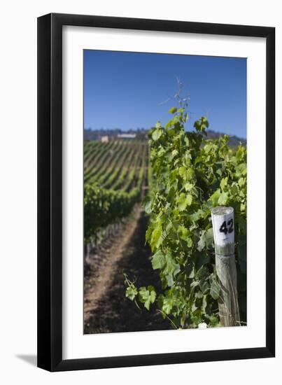 Chile, Casablanca, Vineyard Detail at Vina Casas Del Bosque Winery-Walter Bibikow-Framed Photographic Print