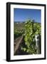 Chile, Casablanca, Vineyard Detail at Vina Casas Del Bosque Winery-Walter Bibikow-Framed Photographic Print