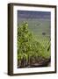 Chile, Casablanca, Vineyard Detail at Vina Casas Del Bosque Winery-Walter Bibikow-Framed Photographic Print