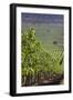 Chile, Casablanca, Vineyard Detail at Vina Casas Del Bosque Winery-Walter Bibikow-Framed Photographic Print