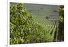 Chile, Casablanca, Vineyard Detail at Vina Casas Del Bosque Winery-Walter Bibikow-Framed Photographic Print