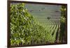 Chile, Casablanca, Vineyard Detail at Vina Casas Del Bosque Winery-Walter Bibikow-Framed Photographic Print