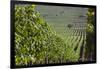 Chile, Casablanca, Vineyard Detail at Vina Casas Del Bosque Winery-Walter Bibikow-Framed Photographic Print