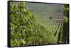 Chile, Casablanca, Vineyard Detail at Vina Casas Del Bosque Winery-Walter Bibikow-Framed Stretched Canvas