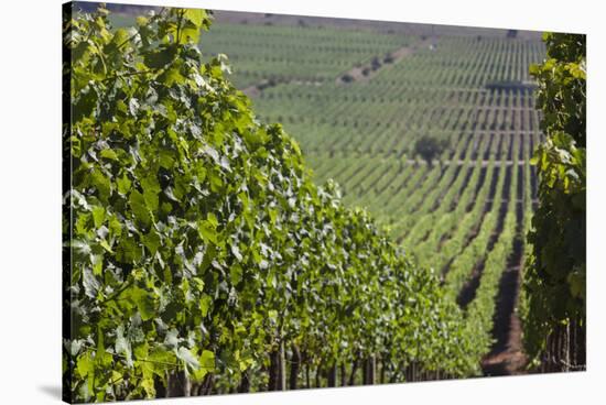 Chile, Casablanca, Vineyard Detail at Vina Casas Del Bosque Winery-Walter Bibikow-Stretched Canvas