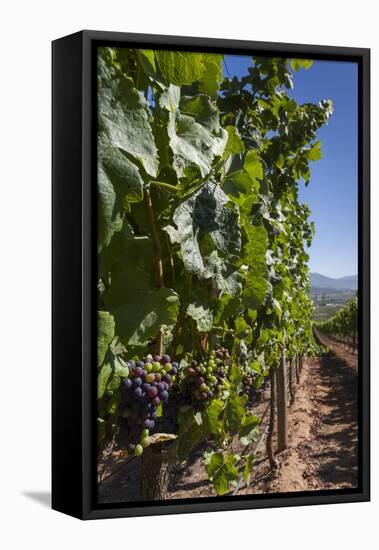 Chile, Casablanca, Vineyard Detail at Vina Casas Del Bosque Winery-Walter Bibikow-Framed Stretched Canvas