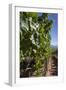 Chile, Casablanca, Vineyard Detail at Vina Casas Del Bosque Winery-Walter Bibikow-Framed Photographic Print