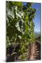 Chile, Casablanca, Vineyard Detail at Vina Casas Del Bosque Winery-Walter Bibikow-Mounted Photographic Print