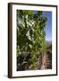 Chile, Casablanca, Vineyard Detail at Vina Casas Del Bosque Winery-Walter Bibikow-Framed Photographic Print