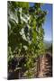 Chile, Casablanca, Vineyard Detail at Vina Casas Del Bosque Winery-Walter Bibikow-Mounted Photographic Print