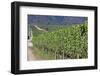 Chile, Casablanca, Vineyard Detail at Vina Casas Del Bosque Winery-Walter Bibikow-Framed Photographic Print