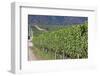 Chile, Casablanca, Vineyard Detail at Vina Casas Del Bosque Winery-Walter Bibikow-Framed Photographic Print